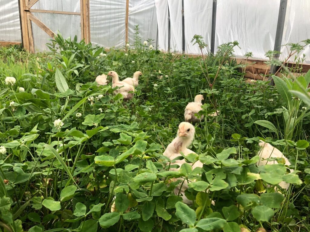 Pasture-raised young chicken