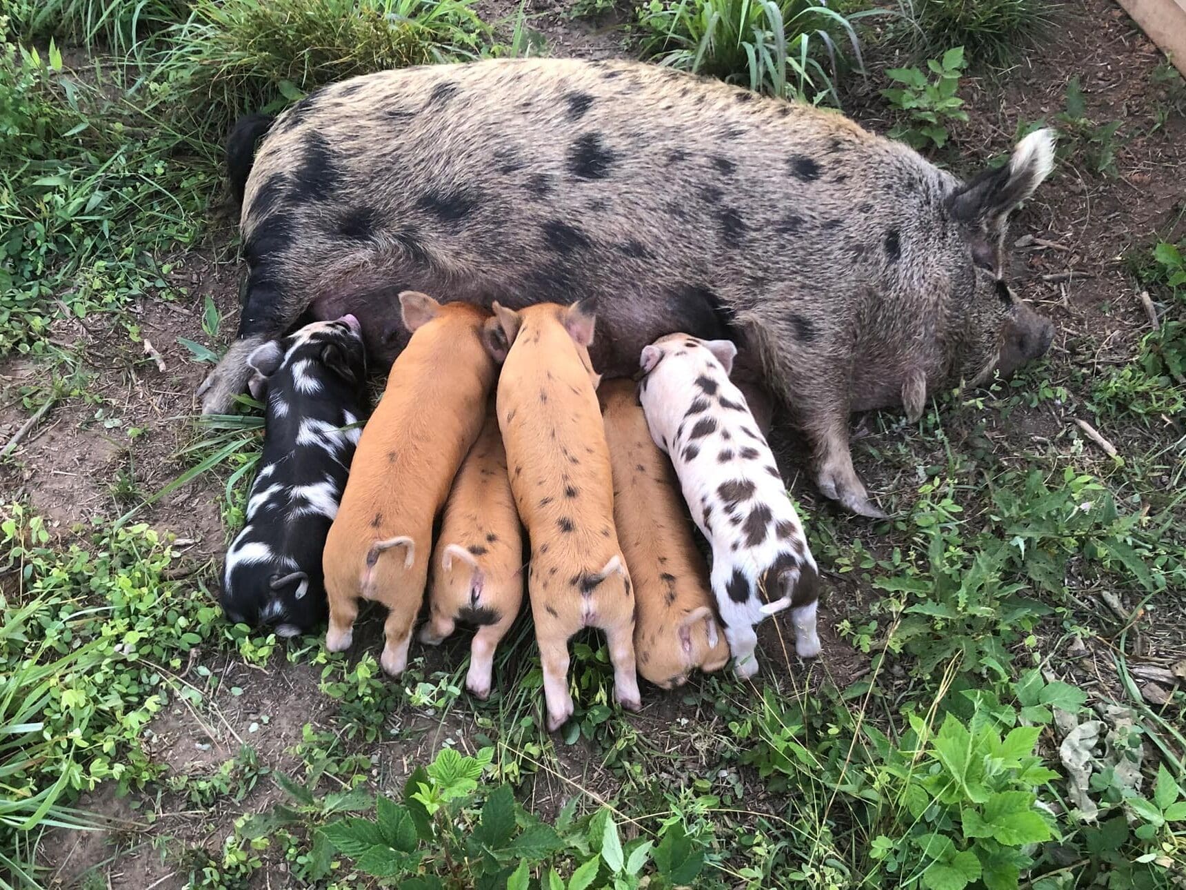 Kunekune piglets