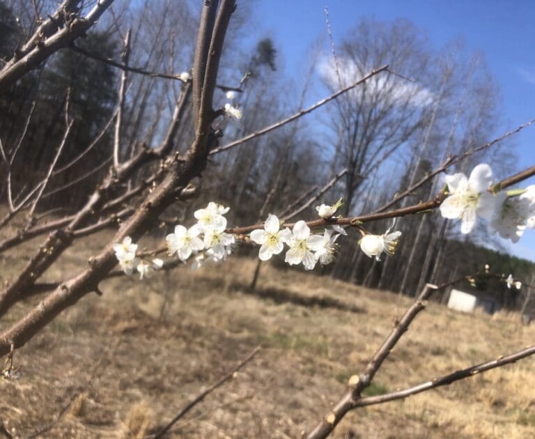 Peach blossoms in spring