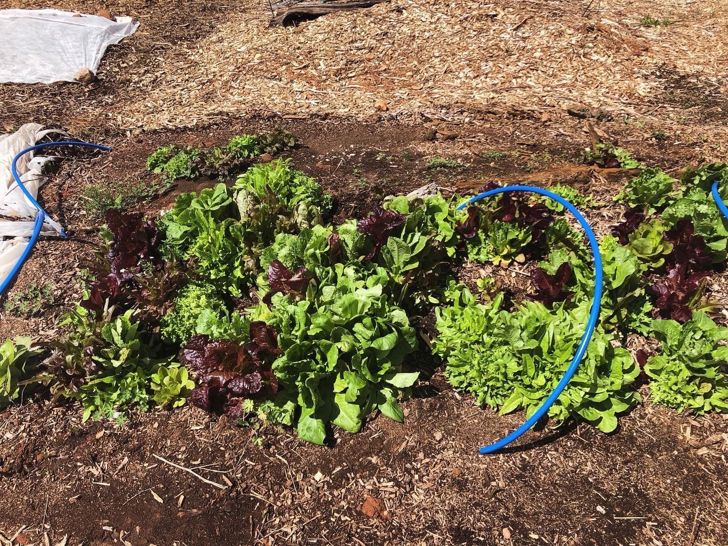 2024-04-04_12-30-13_928 Overwintered lettuce