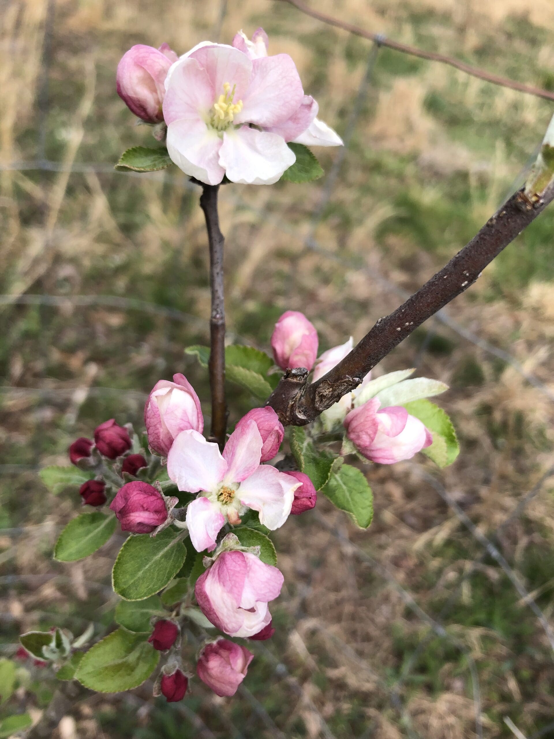 2024-04-06_17-11-25_263 Apple blossoms