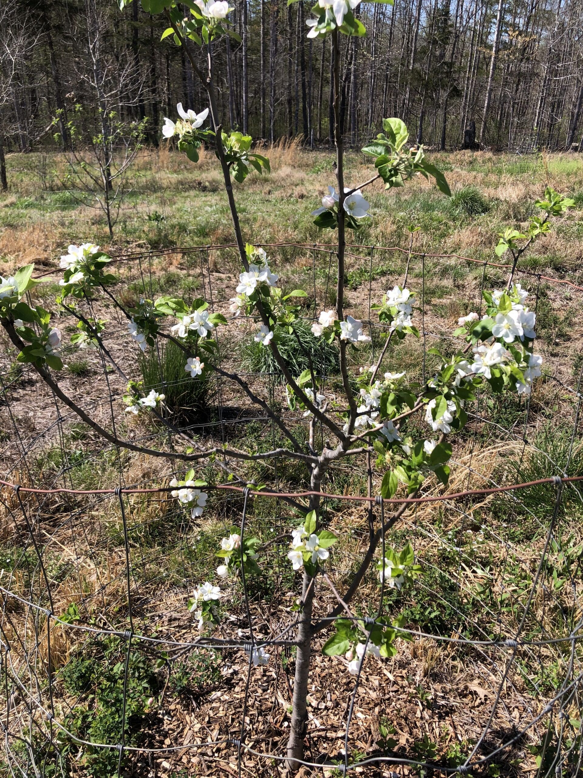2024-04-13_15-41-22_490 Apple tree full of blossoms